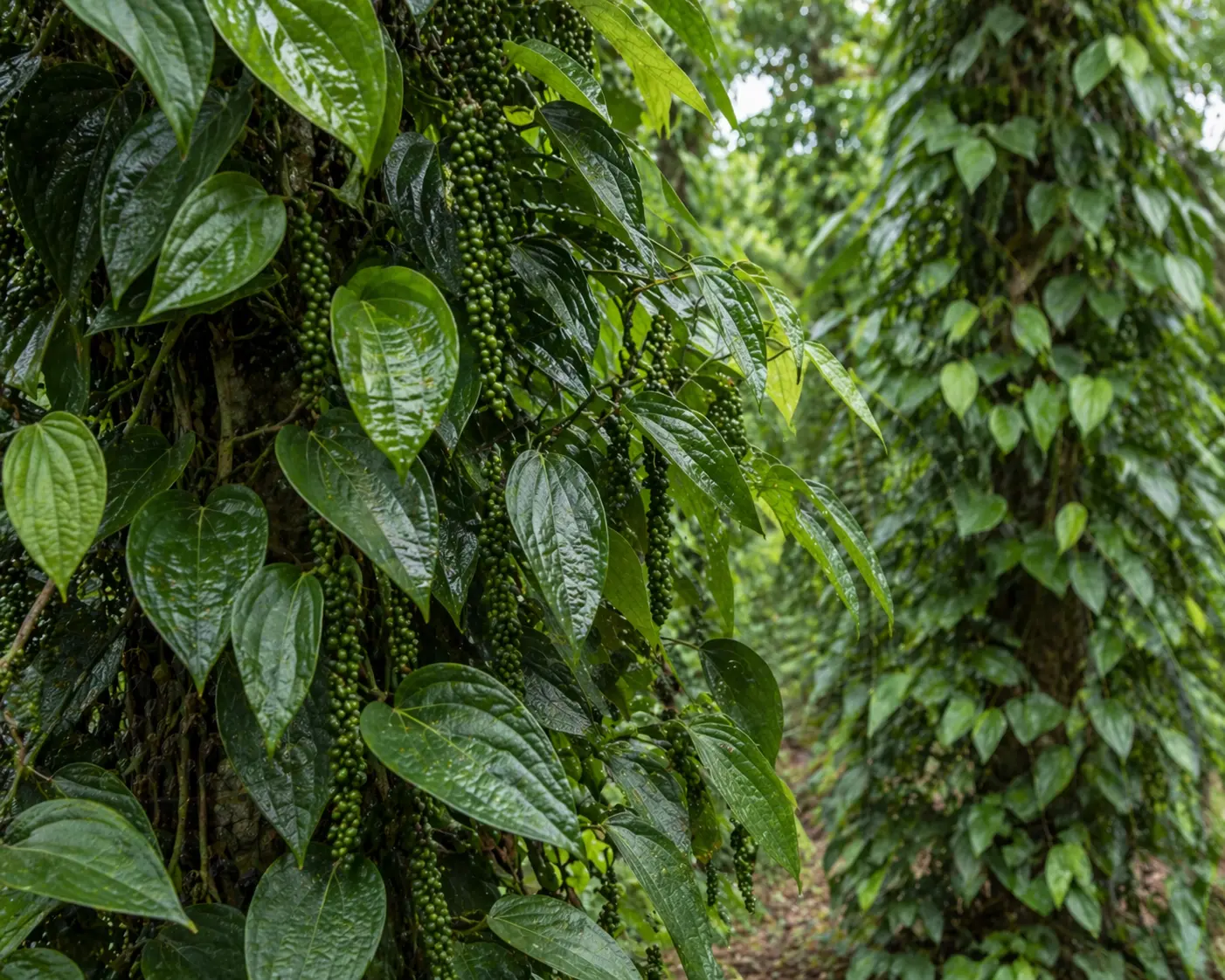 Piper nigrum vine with green pepper spikes and dried black peppercorns