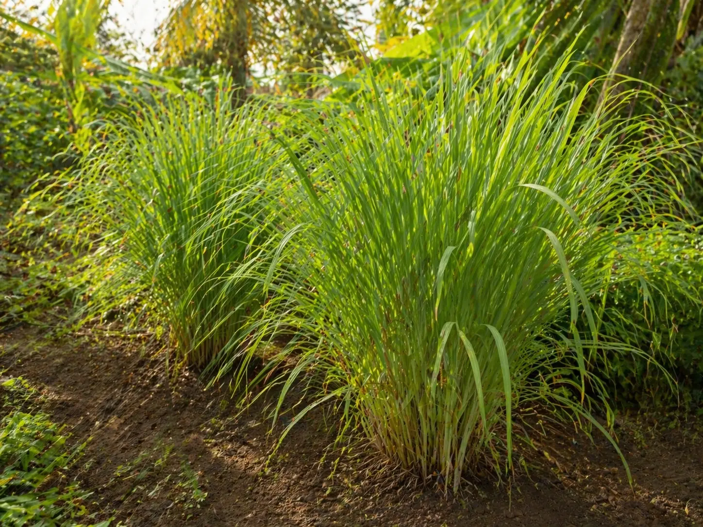 Fresh lemongrass plants with long green leaves growing in warm light