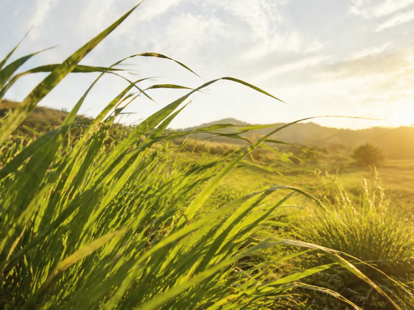 Lemongrass leaves in golden morning light with a calm green background
