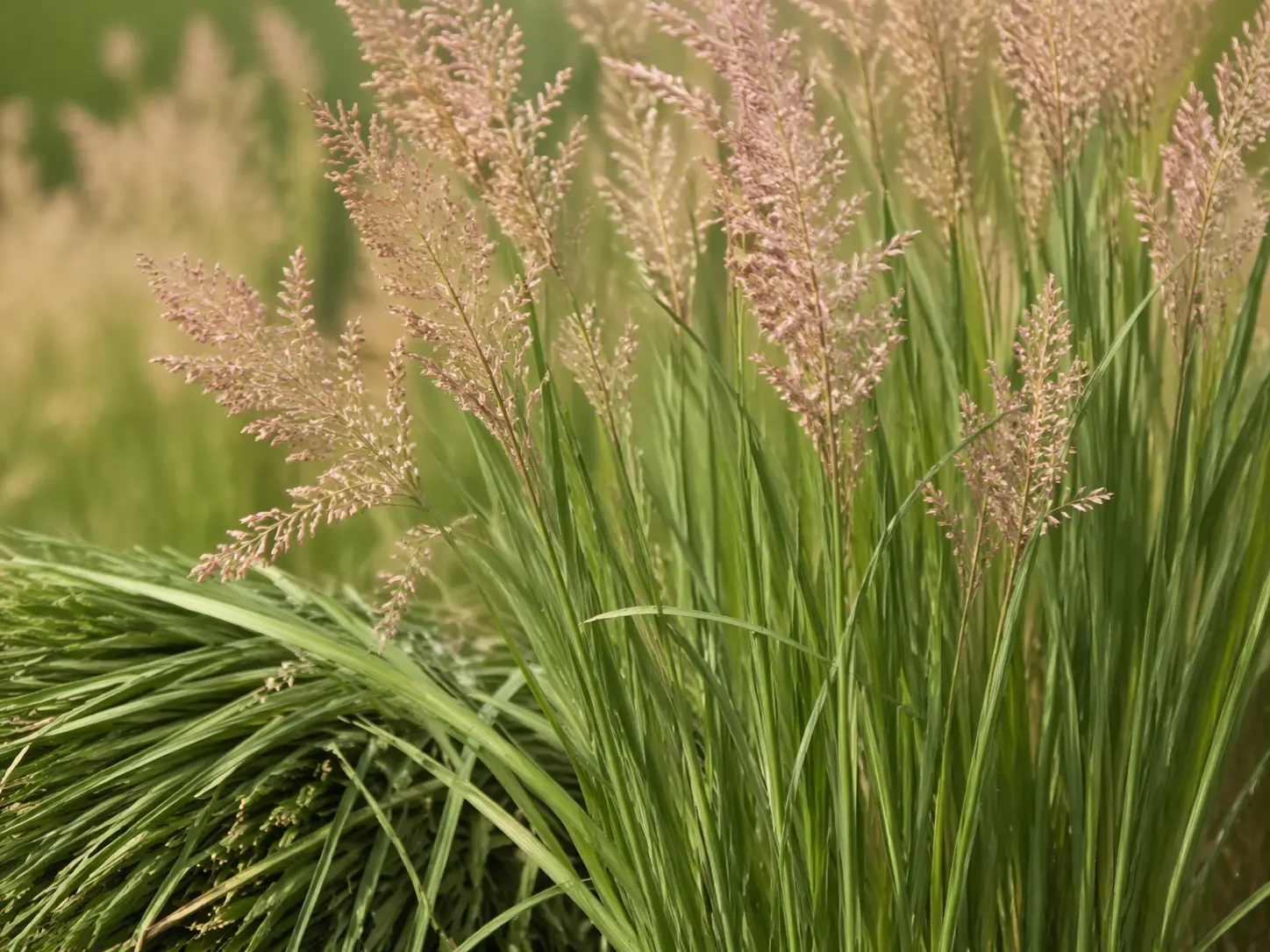 Palmarosa Essential Oil