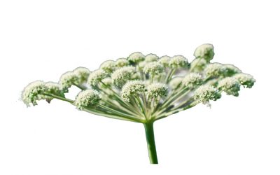 Angelica essential oil