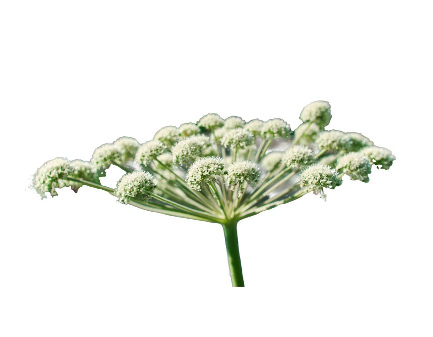 Angelica essential oil