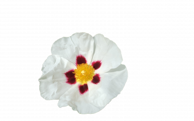 Cistus essential oil