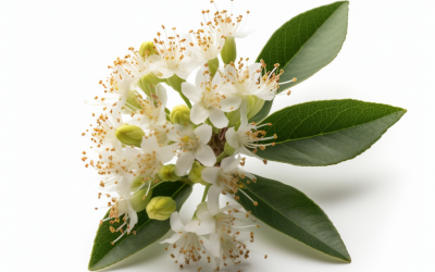 Lemon myrtle essential oil