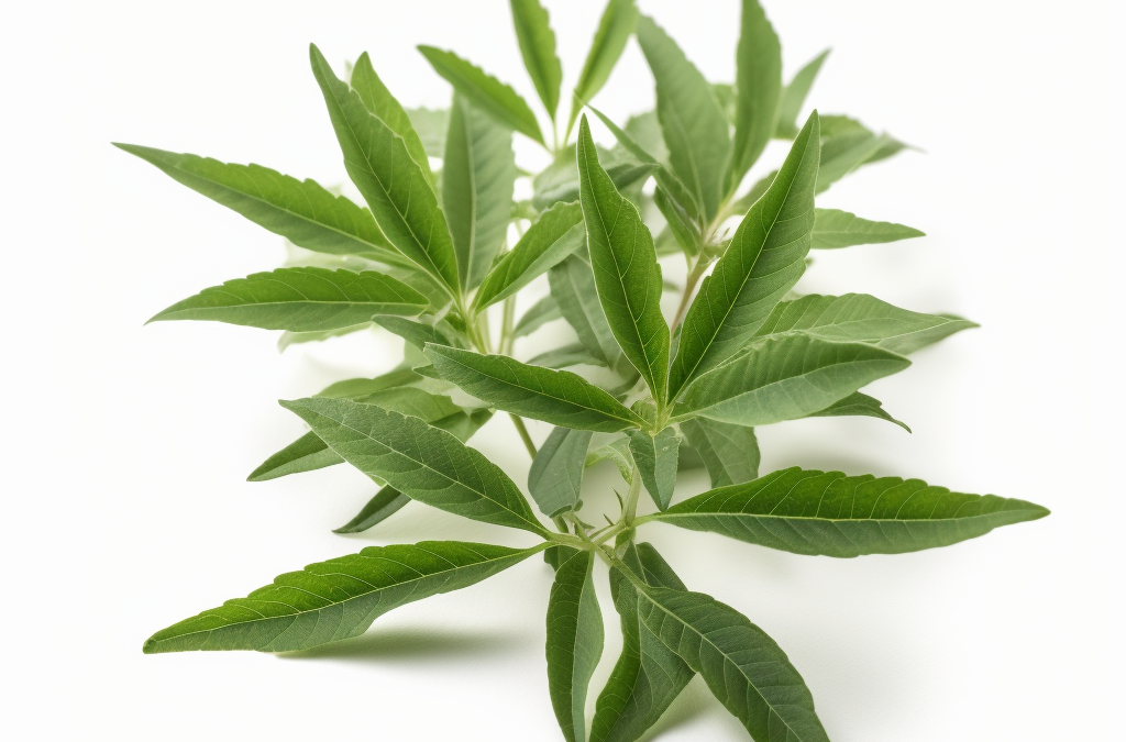 Lemon verbena essential oil