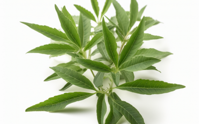 Lemon verbena essential oil