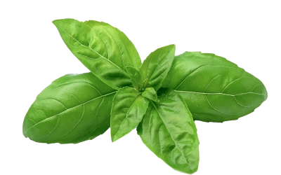 Basil essential oil