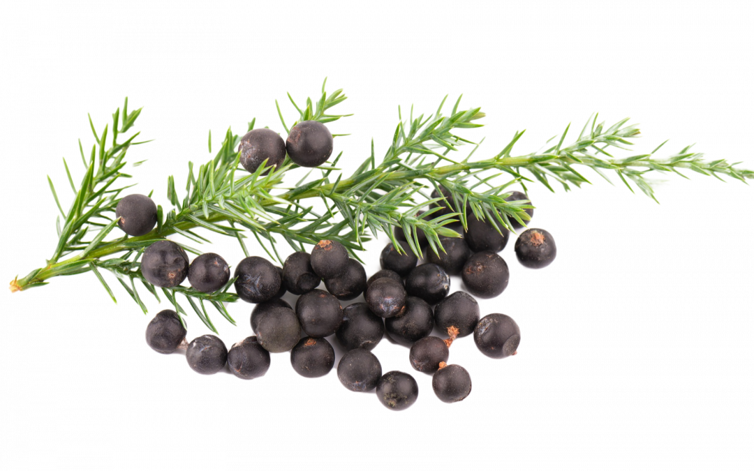 Juniper Berry essential oil