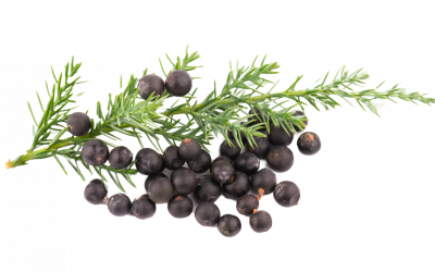 Juniper Berry essential oil