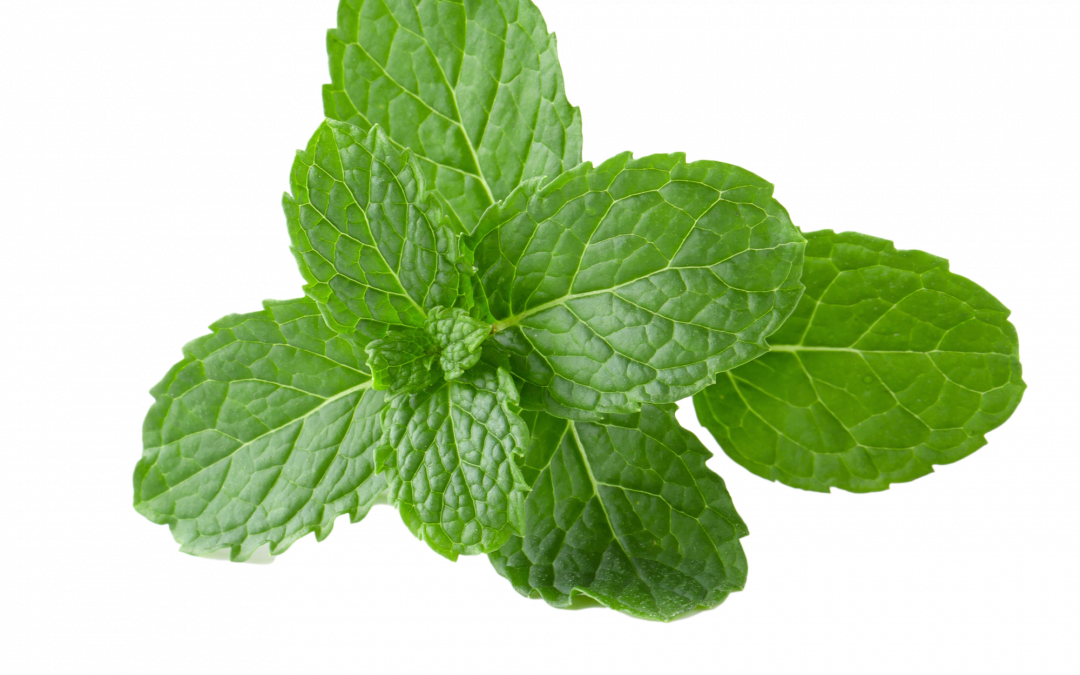 Peppermint essential oil