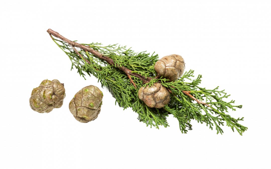 Cypress essential oil