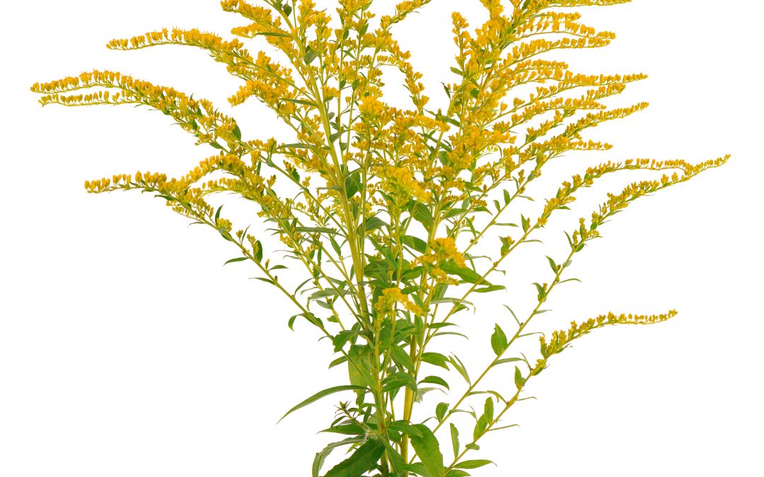 Goldenrod essential oil