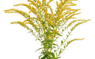 Goldenrod essential oil