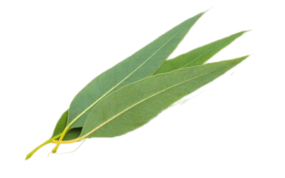 Lemon eucalyptus essential oil