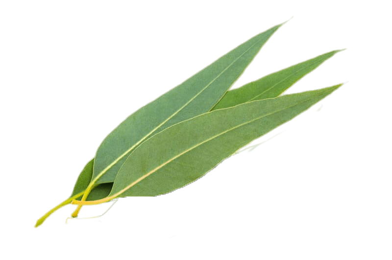 Lemon eucalyptus essential oil