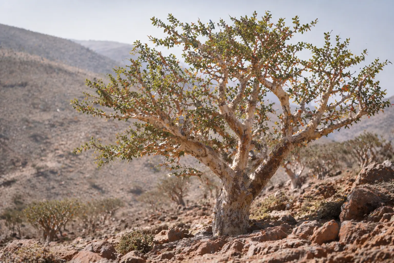 Boswellia tree growing in a dry rocky habitat