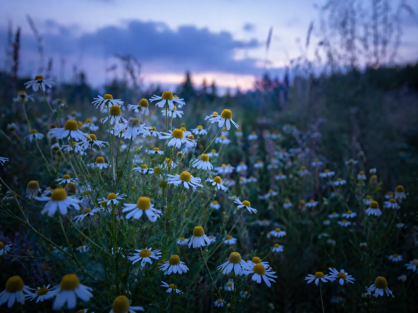 German chamomile flowers in a blue hour meadow symbolizing calm after intensity