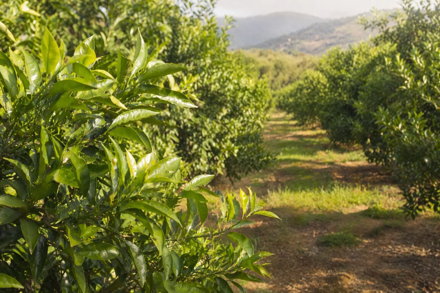 Citrus aurantium var. amara bitter orange leaves and twigs growing in a Mediterranean orchard
