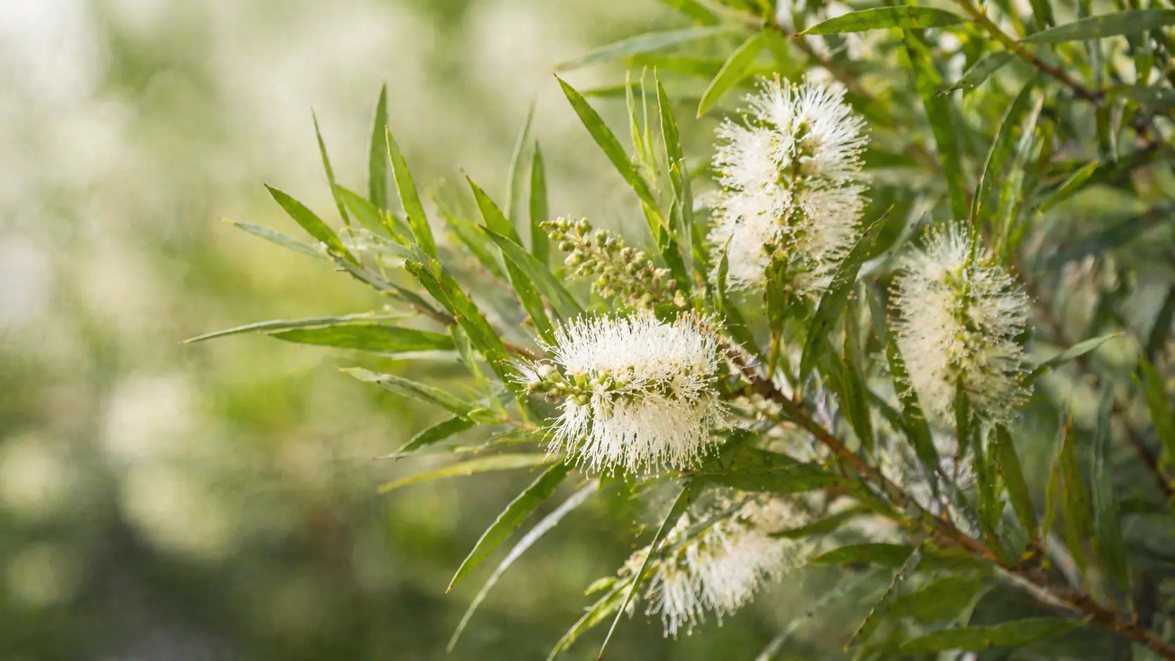 Fresh tea tree leaves and white flowers in soft natural light