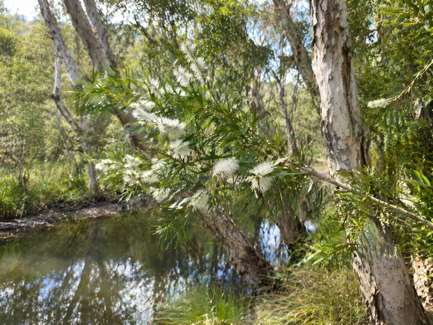 Tea tree plants growing in a natural Australian botanical habitat