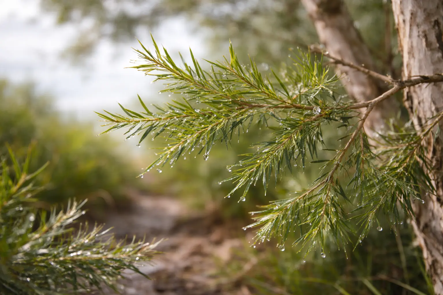 Tea tree branches with fresh green leaves after light rain